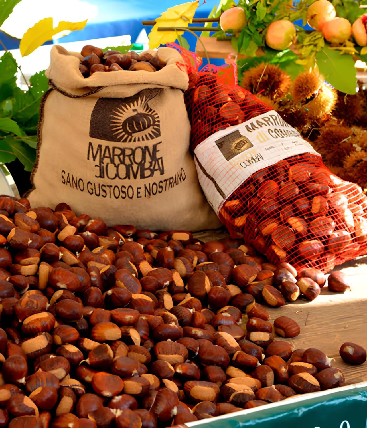 Sacchi di Marrone di Combai IGP in vendita alla Festa dei Marroni