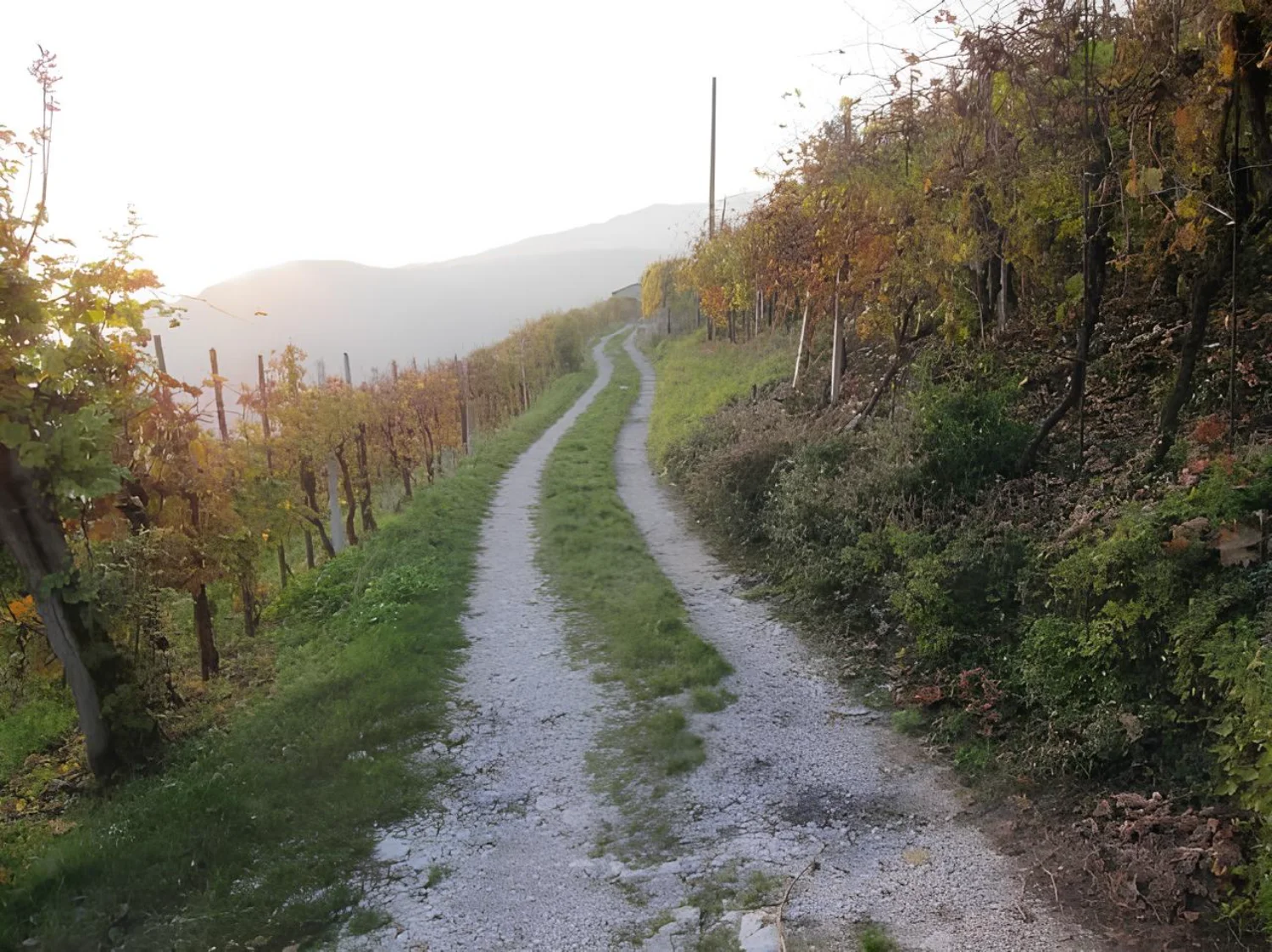 Il sentiero Le Serre a Miane: a piedi tra i vigneti fino a Combai