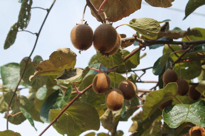 Kiwi di Treviso: il frutto d’autunno che cresce anche nel nostro giardino