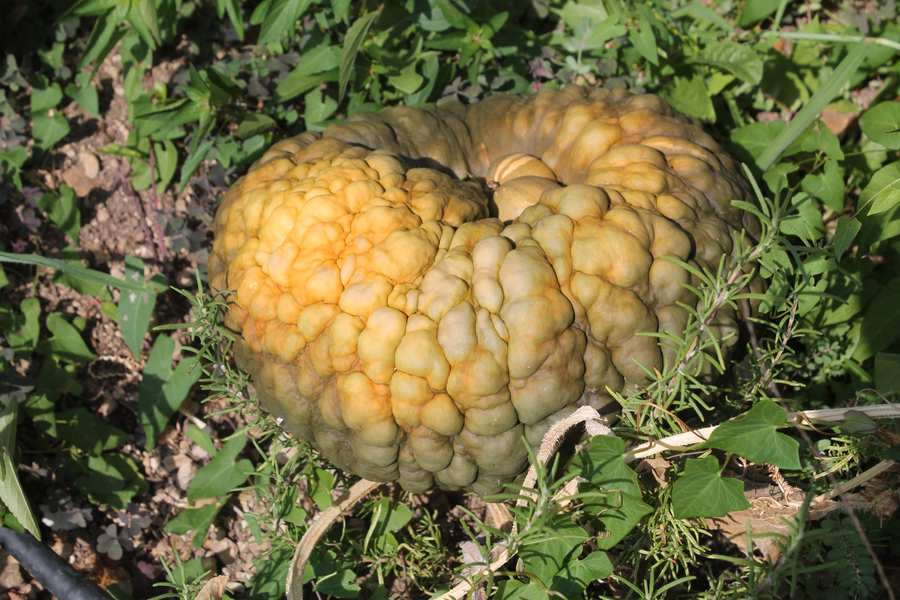 Miele e dolci della tradizione contadina trevigiana: dal Montello alla pinza dell’Epifania